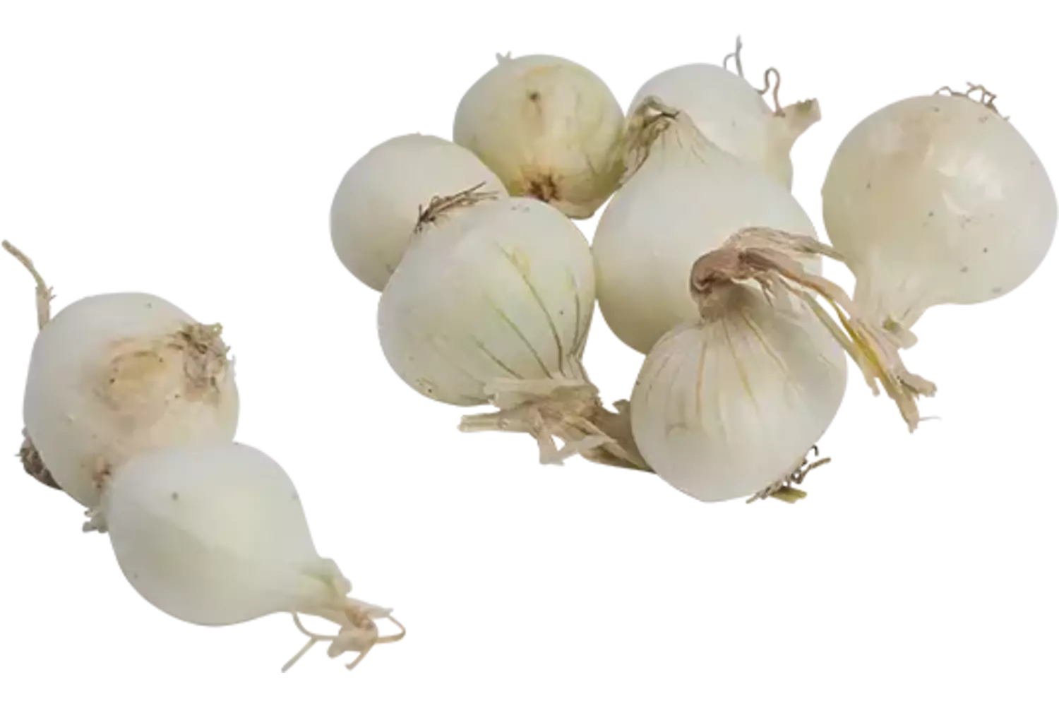 Zilveruien wit verpakt 500gr stuk 1